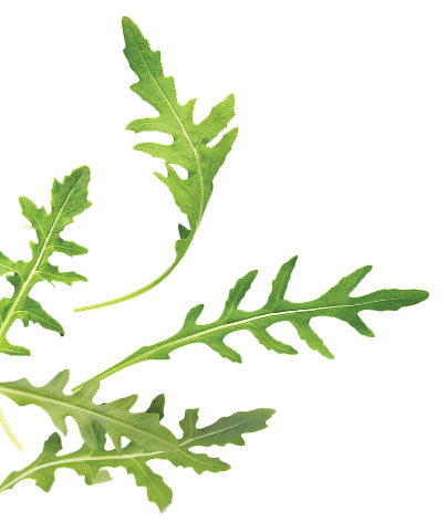 Inclusion-Arugula